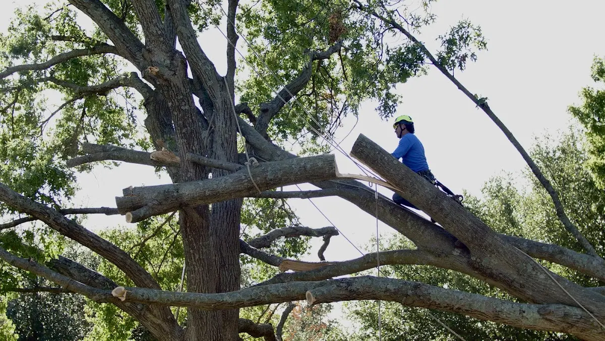 Professional Crown Thinning performed by certified arborists in Rock