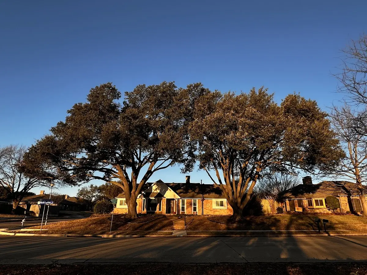 Established residential canopy tree shading a home in Rock